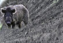 जामखेड तालुक्यात अतिवृष्टी नंतर रानडुक्करांचे मोठे संकट, १० एकर हरभरा फस्त,शेतकऱ्यांचे मोठे नुकसान