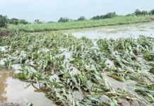 जामखेड तालुक्यातील अतिवृष्टीने खरीप वाया रब्बी हंगामही धोक्यात