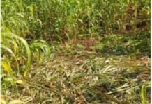 जामखेड तालुक्यात रानडुक्करांचा हैदोस, शेती पिकांचे मोठे नुकसान, शेतकरी हैराण