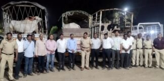 जामखेडमध्ये कत्तलीसाठी उपासपोटी बांधून ठेवलेल्या वीस जनावरांची जामखेड पोलीस व स्थानिक गुन्हे शाखेकडून सुटका