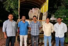 जामखेडमध्ये गोहत्या उघड; कत्तलीसाठी डांबलेल्या 3 गोवंशाची सुटका, 80 हजारांचा मुद्देमाल जप्त