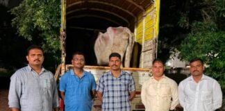 जामखेडमध्ये गोहत्या उघड; कत्तलीसाठी डांबलेल्या 3 गोवंशाची सुटका, 80 हजारांचा मुद्देमाल जप्त