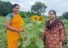 सूर्यफुलाची शेती हद्दपार; गवळवाडीत मात्र फुलला ‘सेल्फी पॉईंट’ तेलवर्गीय पिकांकडे शेतकऱ्यांची पाठ; ज्ञानेश्वर थोरात यांच्या शेतातील सूर्यफुलांनी वेधले नागरिकांचे लक्ष