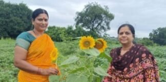 सूर्यफुलाची शेती हद्दपार; गवळवाडीत मात्र फुलला ‘सेल्फी पॉईंट’ तेलवर्गीय पिकांकडे शेतकऱ्यांची पाठ; ज्ञानेश्वर थोरात यांच्या शेतातील सूर्यफुलांनी वेधले नागरिकांचे लक्ष