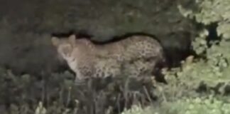 सौताडा घाट परिसरात बिबट्याचा वावर, नागरिकांमध्ये भीतीचे वातावरण