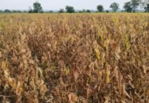 खरीप करपले, रब्बीला ओलच नाही तलाव, विहिरींनी तळ गाठला पिण्याच्या पाण्याचा प्रश्न गंभीर