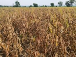 खरीप करपले, रब्बीला ओलच नाही  तलाव, विहिरींनी तळ गाठला पिण्याच्या पाण्याचा प्रश्न गंभीर