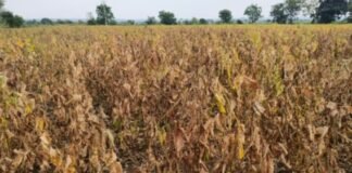 खरीप करपले, रब्बीला ओलच नाही तलाव, विहिरींनी तळ गाठला पिण्याच्या पाण्याचा प्रश्न गंभीर