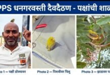 पक्षांची शाळा! ZPPS धनगरवस्ती, दैवदैठण येथे माणुसकीचा अनोखा धडा दप्तरावर, डोक्यावर फिरणारं चिमणीचं पिल्लू बनलं शाळेचा लाडका विद्यार्थी!