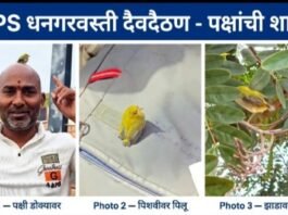 पक्षांची शाळा! ZPPS धनगरवस्ती, दैवदैठण येथे माणुसकीचा अनोखा धडा दप्तरावर, डोक्यावर फिरणारं चिमणीचं पिल्लू बनलं शाळेचा लाडका विद्यार्थी!
