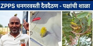 पक्षांची शाळा! ZPPS धनगरवस्ती, दैवदैठण येथे माणुसकीचा अनोखा धडा दप्तरावर, डोक्यावर फिरणारं चिमणीचं पिल्लू बनलं शाळेचा लाडका विद्यार्थी!