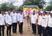 जामखेडच्या पशुधन बाजारात बैलाचा ‘राजेशाही’ भाव! तब्बल १ लाख ७१ हजारांत विक्री बीडच्या शेतकऱ्याने घेतला रुबाबदार बैल, कर्नाटकातील व्यापाऱ्यांनाही जामखेडच्या आठवडे बाजाराची भुरळ