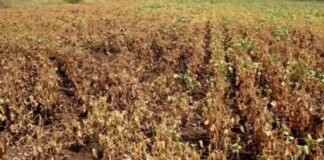साकत परिसरात दुष्काळाची दाहकता, पिके करपली, पिण्याच्या पाण्यासाठी वणवण! करपलेल्या सोयाबीनचे पंचनामे करून तातडीने नुकसानभरपाई द्या, चारा छावण्या व पिण्याच्या पाण्यासाठी टँकर सुरू करण्याची मागणी