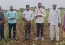 पावसाने दगा दिला, शेतकऱ्यांचा खरीप करपला! जमादारवाडीत पंचनाम्यांना सुरुवात भाजपा शहरमंडलाध्यक्ष संजय काशिद यांच्या पाठपुराव्याला यश, शेतकऱ्यांना तातडीने नुकसानभरपाई देण्याची मागणी