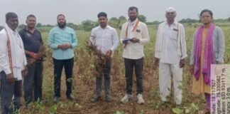 पावसाने दगा दिला, शेतकऱ्यांचा खरीप करपला! जमादारवाडीत पंचनाम्यांना सुरुवात भाजपा शहरमंडलाध्यक्ष संजय काशिद यांच्या पाठपुराव्याला यश, शेतकऱ्यांना तातडीने नुकसानभरपाई देण्याची मागणी