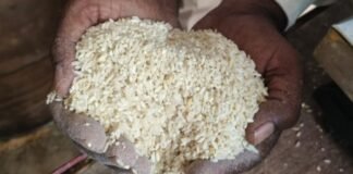 जामखेडमध्ये रेशनच्या धान्यात किडे, अळ्या अन् जाळ्या! गरीबांच्या ताटात निकृष्ट धान्य कशासाठी? प्रहार संघटना आक्रमक, दोषींवर कारवाईची मागणी!